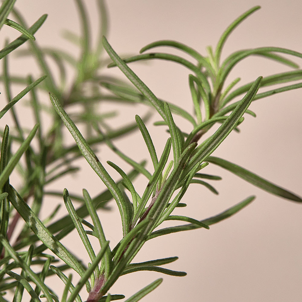 KAINE Rosmarin Relief Gel-Reiniger